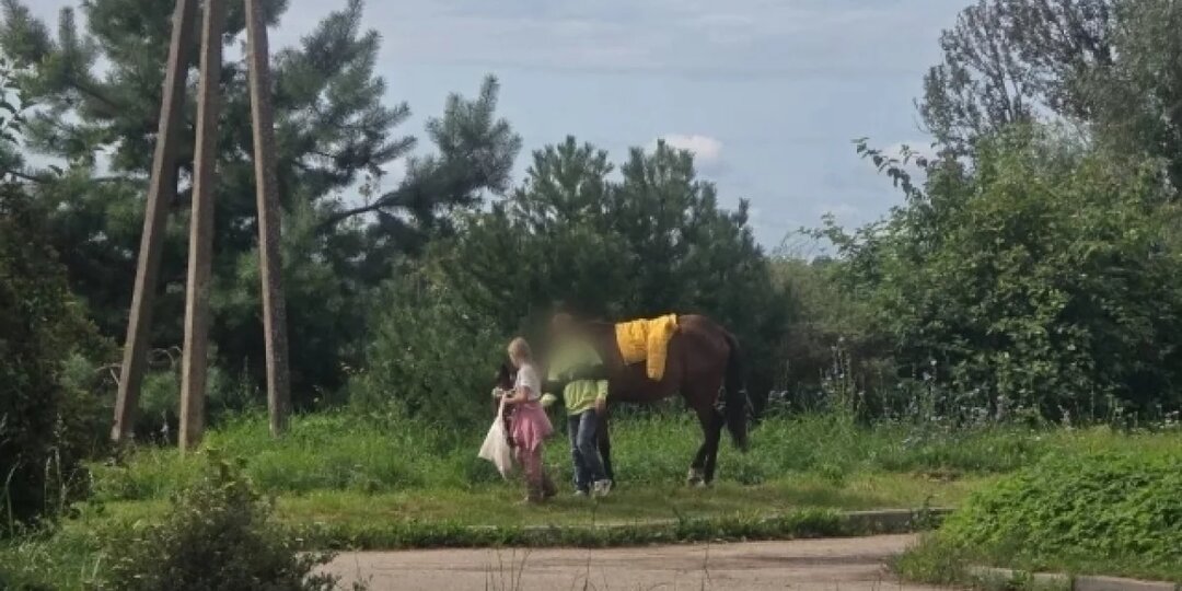 Ход конем. В многоквартирном доме приютили лошадь