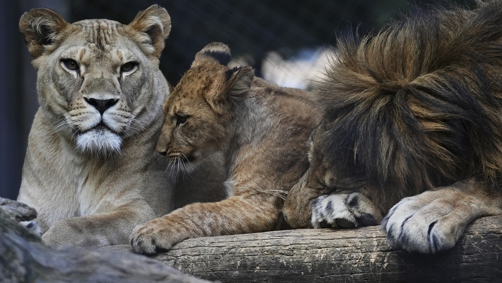     Фото: Petr David Josek/Associated Press/East News