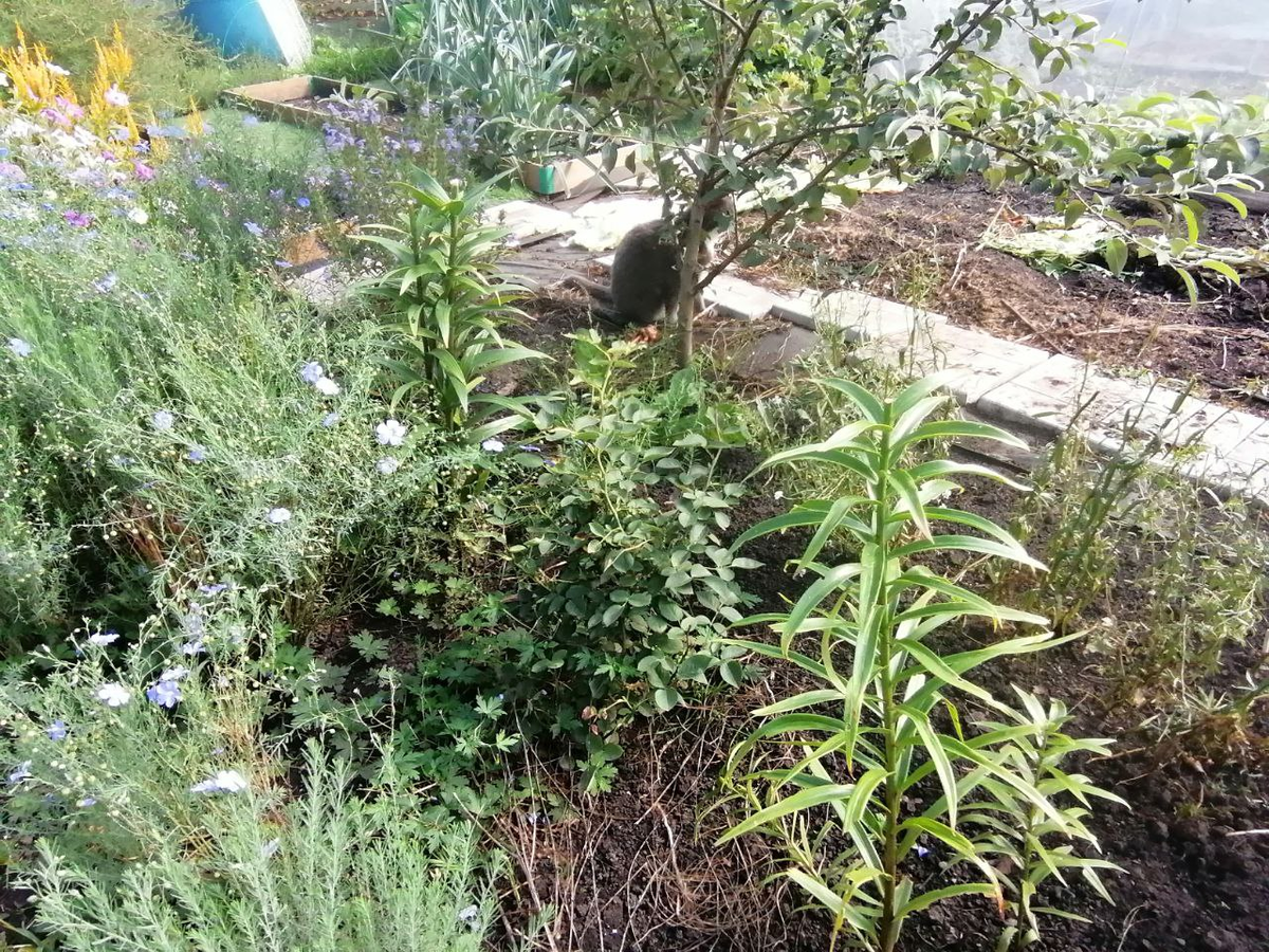 На первом плане лилия после пересадки, прошла неделя, там был большой куст, лишнее выкопала и выбросила, фото автора