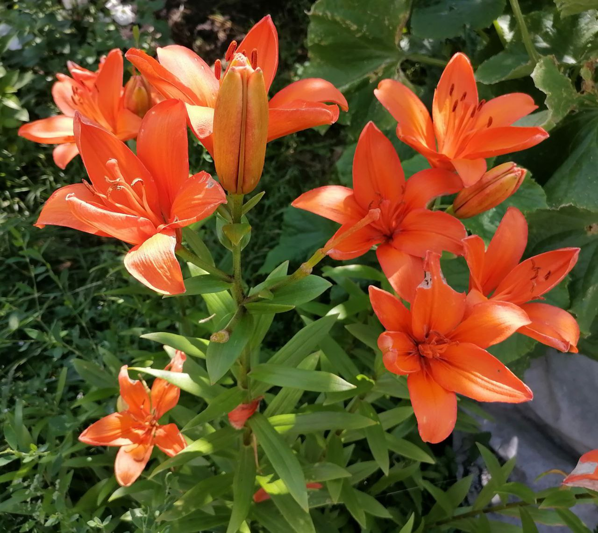 ЛА-гибрид Крейл, сейчас уже отцвела, фото автора