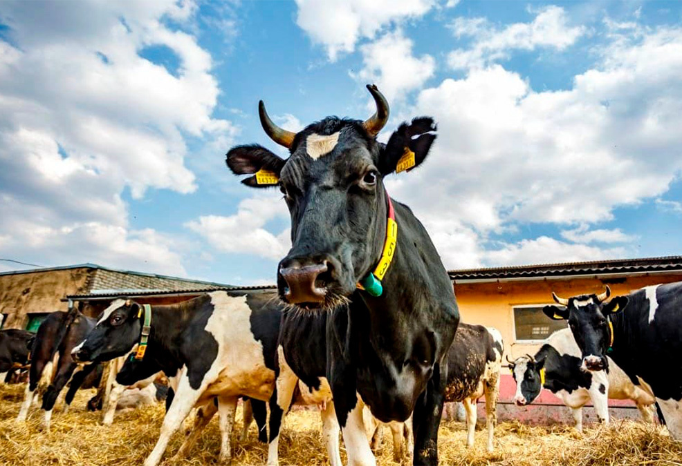 Фото с сайта economist.kg