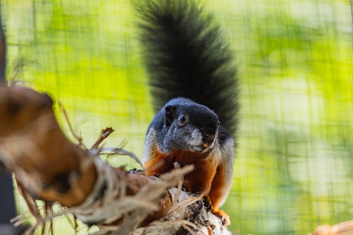    Фото: Telegram-канал «Парк «Роев ручей» Красноярск»