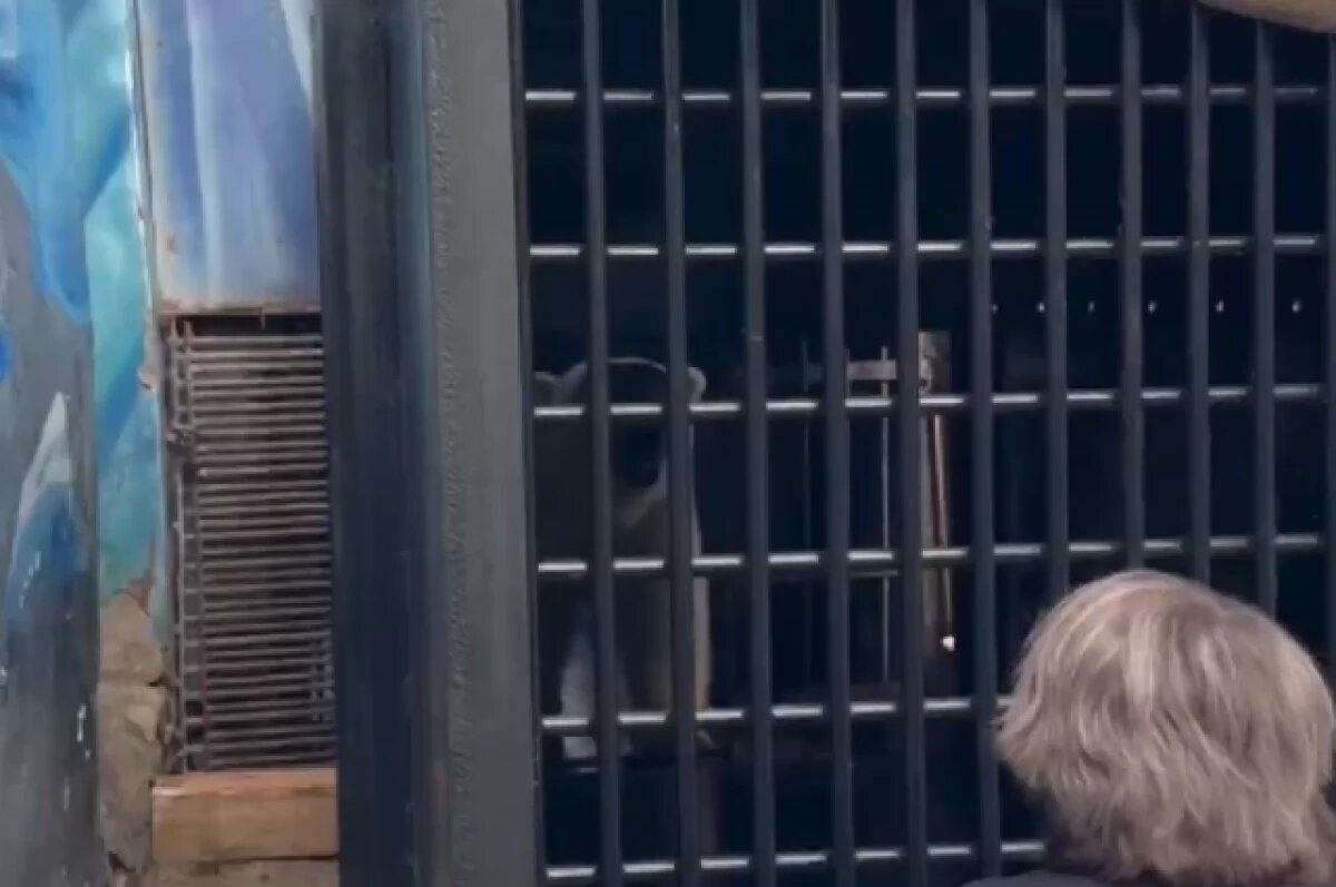    Пермский зоопарк опубликовал видео переезда белых медведиц Милы и Пармы