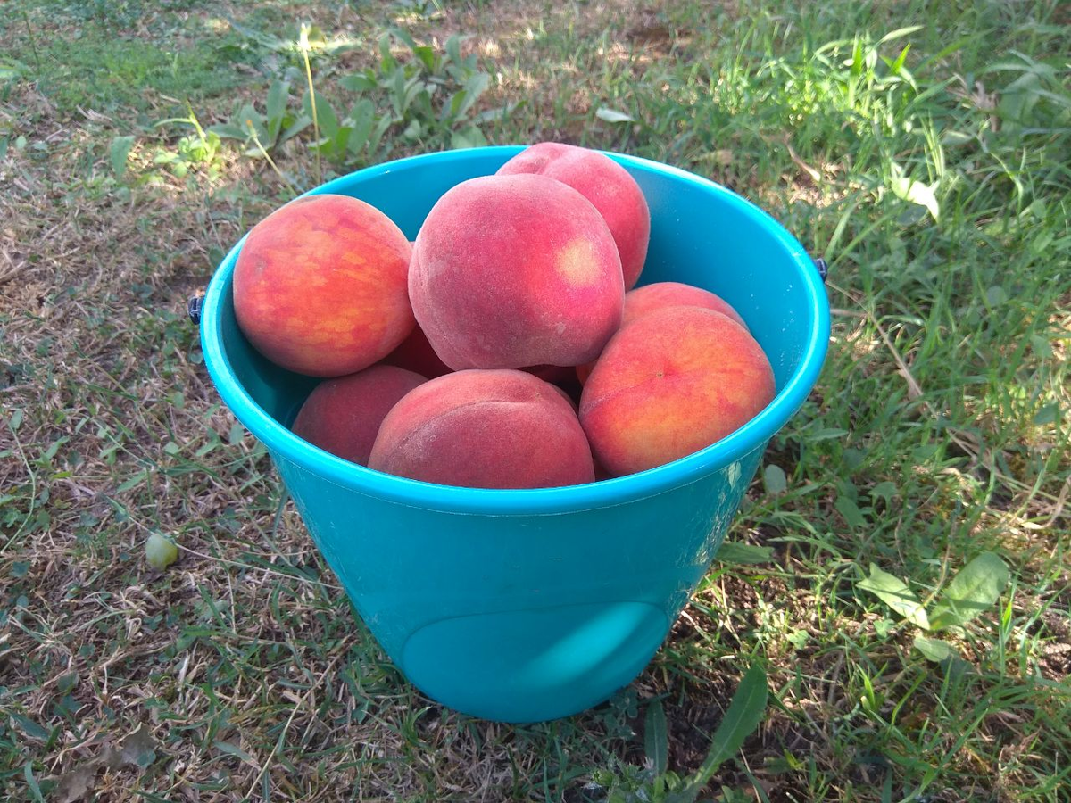 Ведерко 5 литров.