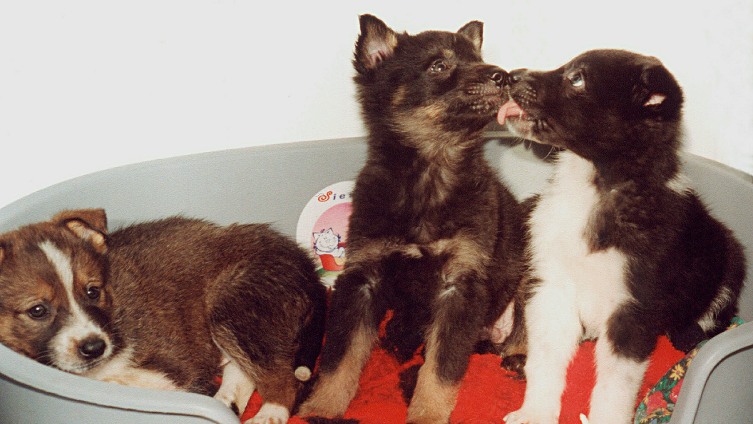    Фото: Victor Lisitsyn/Globallookpress