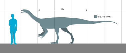 Евфраасия по сравнению с человеком.