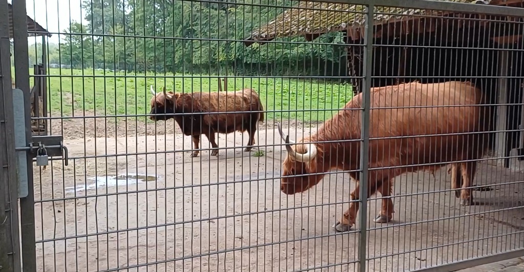 Шотландская высокогорная порода коров. 