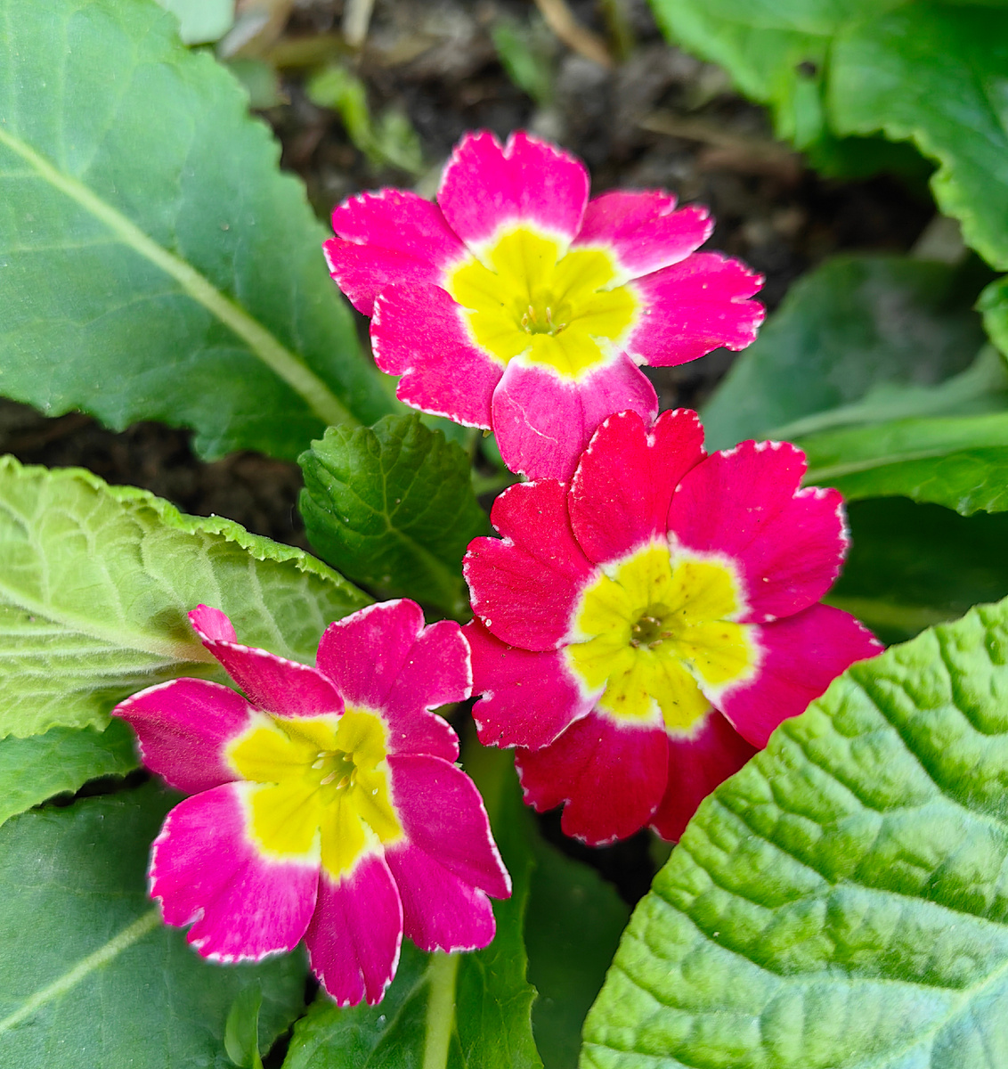 Примула крупноцветковая из семян