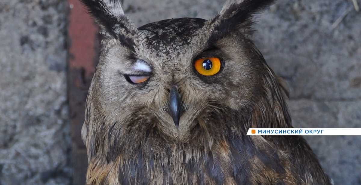     Филин поселился на одной из ферм на юге Красноярского края