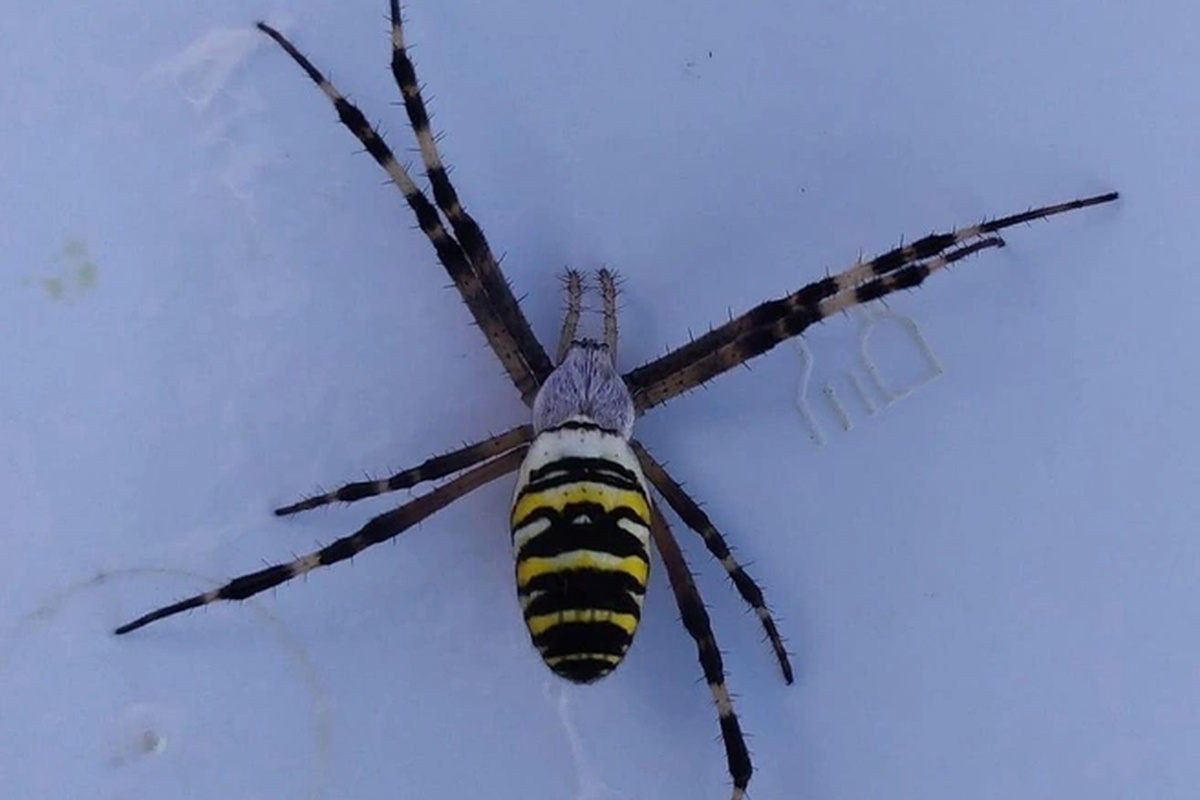    Фото: Регион-52/Нижний Новгород, источник: vk.com