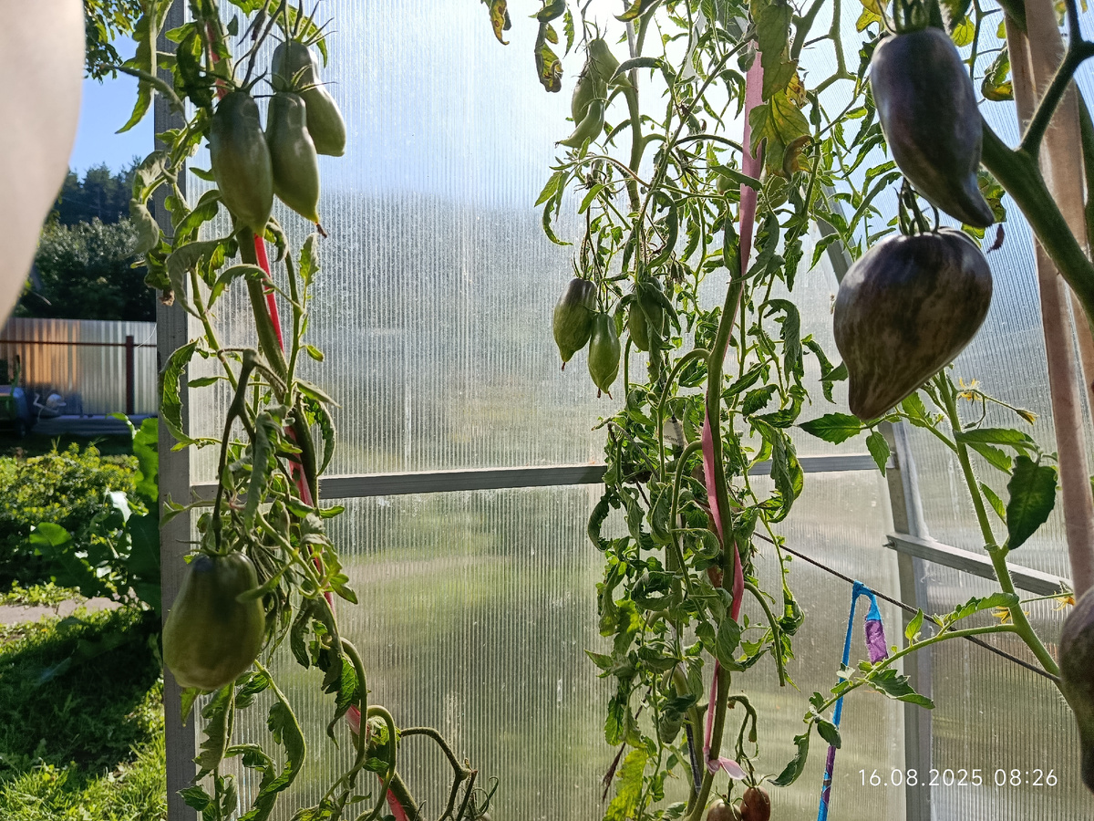 Коготь кабана, 16 августа, все листья целые-здоровые