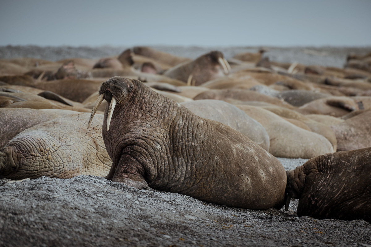 пресс-служба "Газпром нефти"