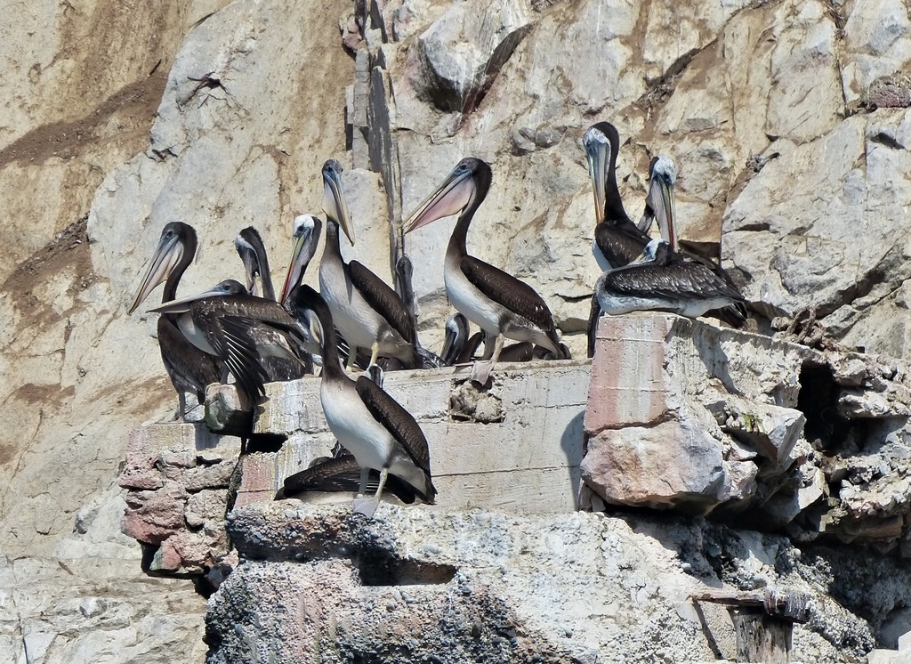 Перуанские пеликаны, фото Carlos Schmidtutz