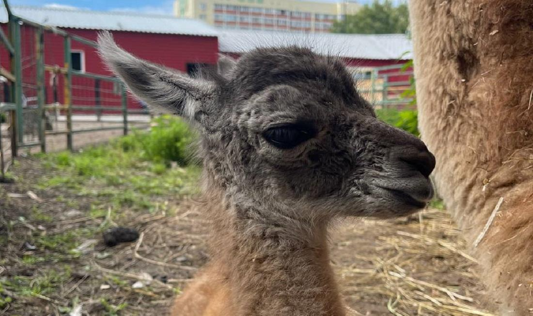 Фото: левобережный зоопарк «Обитаемый остров»