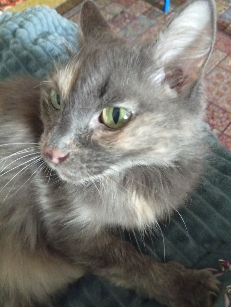 Фото автора статьи. Зайка на диване.