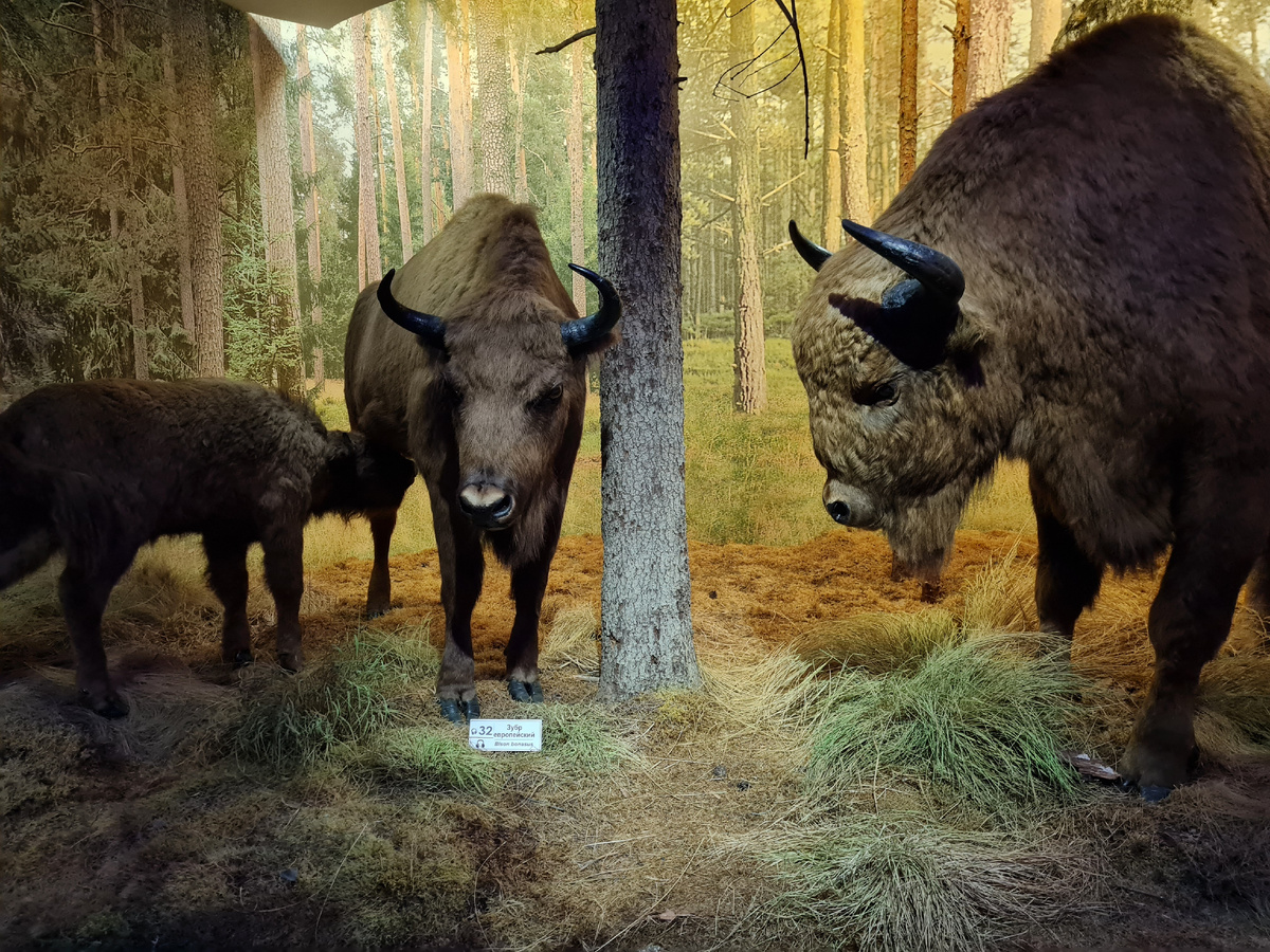 Чучела зубров в музее Беловежской пущи
