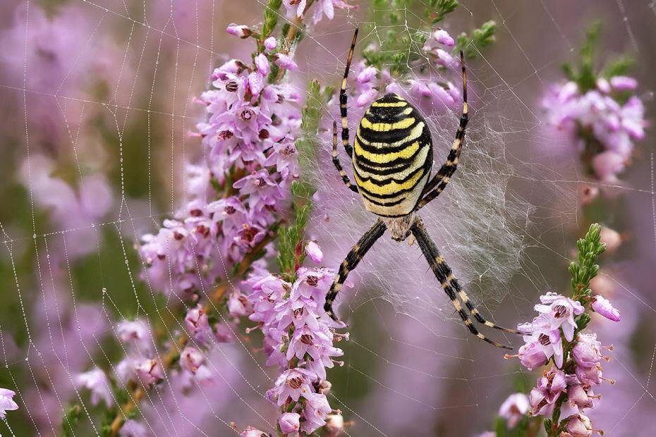    Dieter Mahlke/imagebroker/Global Look Press