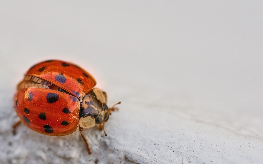 Автор фото: loon.site