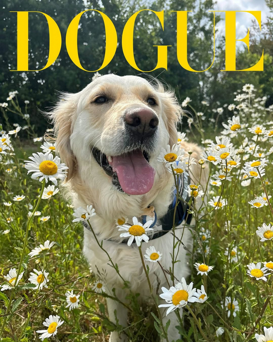    Vogue объявил победителей конкурса моделей-собак (фото 2)