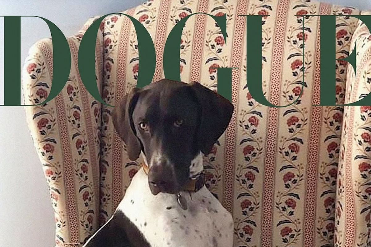    Vogue объявил победителей конкурса моделей-собак (фото 3)