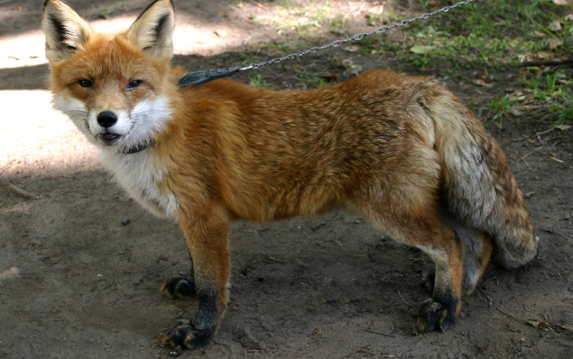    Бешеную лису нашли в деревне в Удмуртии