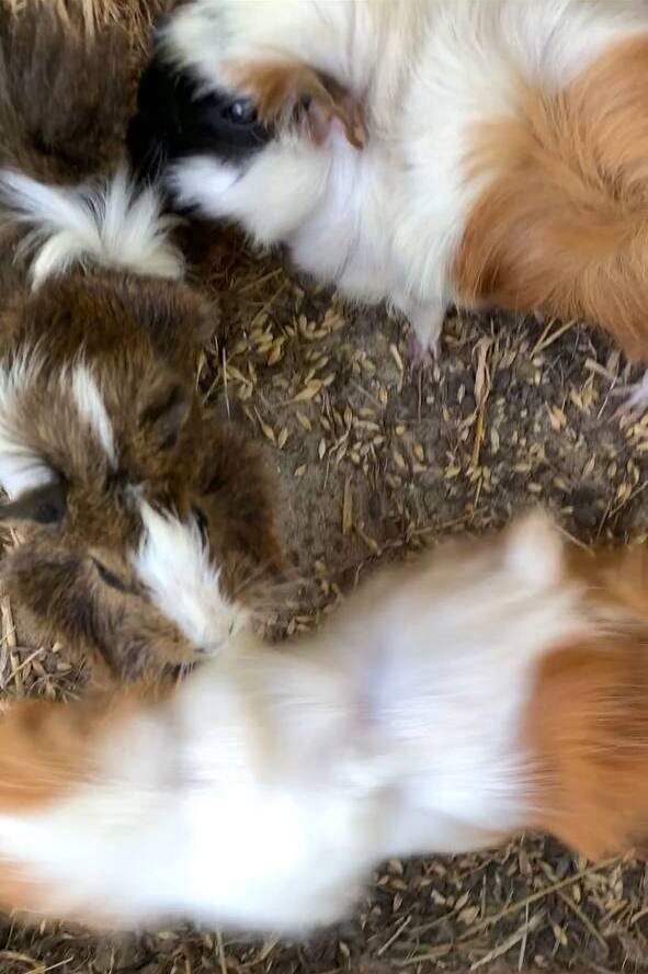 Мои счастливые «кабачки» греют пузики на летнем солнце и уже уничтожили весь газон.