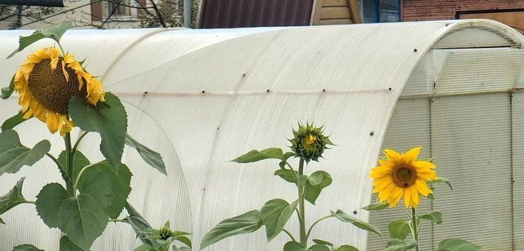 Обработка почвы в теплице с внесением биопрепаратов: пора уже сейчас