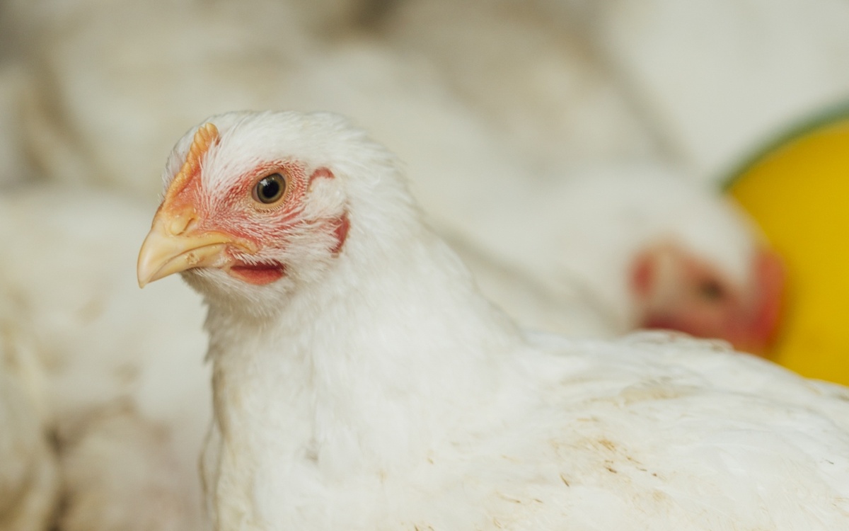    В Хакасии построят птицефабрику за 1,5 млрд рублей и сократят зависимость от привозного мяса Фото – ru.freepik.com