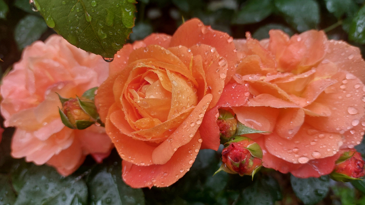 Монинг Сан. Флорибунда