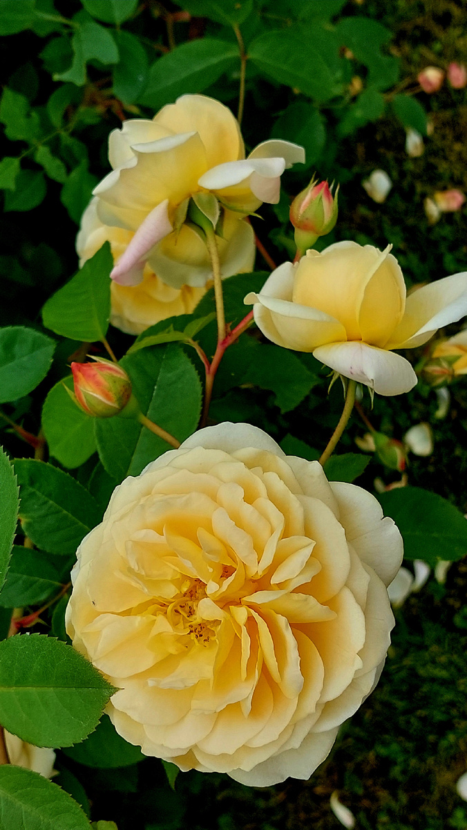 Тизин Джорджия. "Остинка"