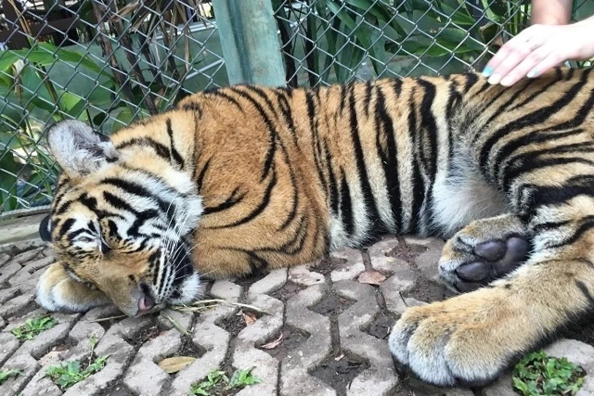    Жительница Екатеринбурга привезла из Индии редкий случай стригущего лишая