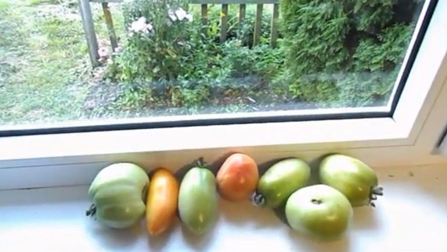 Дозревание томатов дома