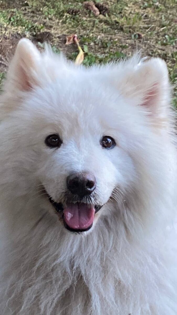 КАК ГОВОРЯТ, ЧЕМ БОЛЬШЕ УЗНАЮ ЛЮДЕЙ, ТЕМ БОЛЬШЕ ЛЮБЛЮ СОБАК! 