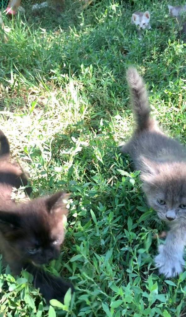 Маленькие "тигрята"