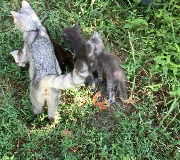 Мартышка с котятами