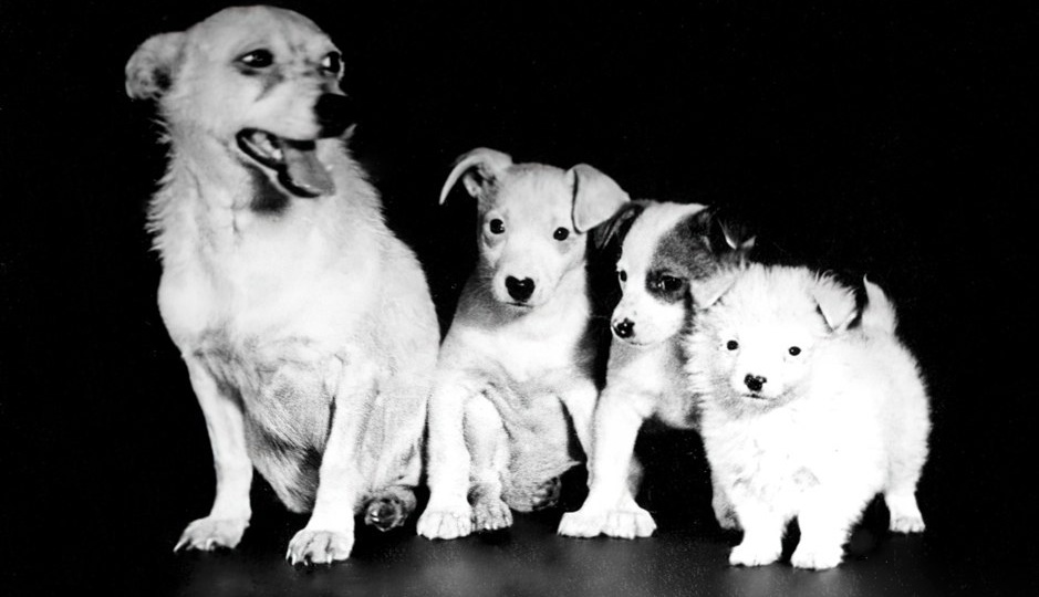 Судьбы космических собак после полетов. Часть 1