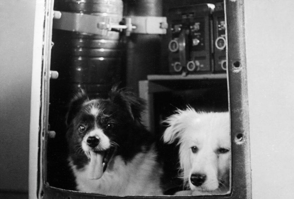 Цыган и Дезик