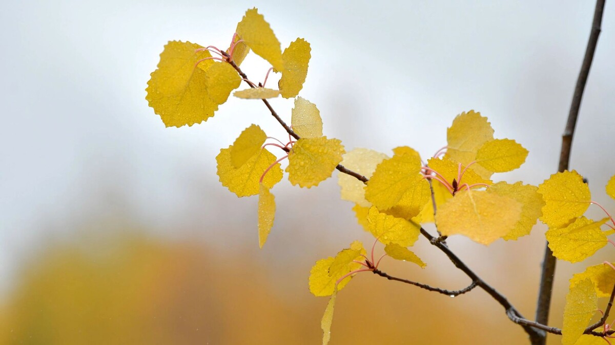    Фото: Андрей Ткачёв/АНО «Ямал-Медиа»