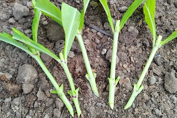 Размножение флоксов черенками. Источник фото: https://shop2.flowers-roznica.ru/stati-1/view/razmnozhenie-metelchatyh-floksov-chast-2