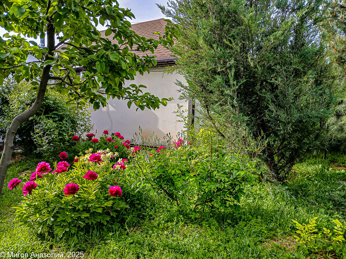 Конец мая, у нас цветут пионы. Эти пионы с нами уже 10 лет, а сколько они росли здесь до нас, неизвестно, но точно не один десяток лет. Соседи говорят, что самые роскошные пионы всегда были у тёти Нади - это прежняя хозяйка домовладения.