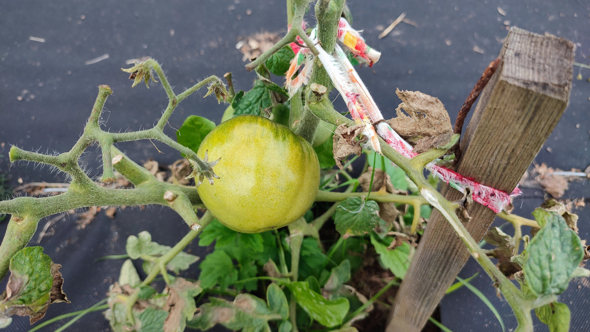 Ведь он начал зреть, но не успел. Он болен🥺😔