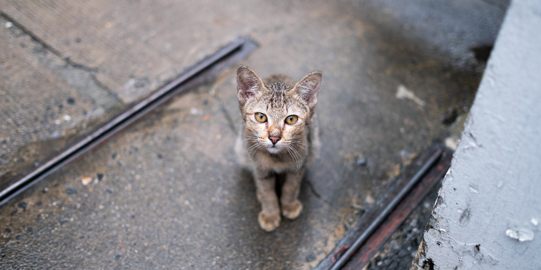 Тренд: всё больше людей берут собак и кошек с улицы и из приютов — что произошло в 2025 году
