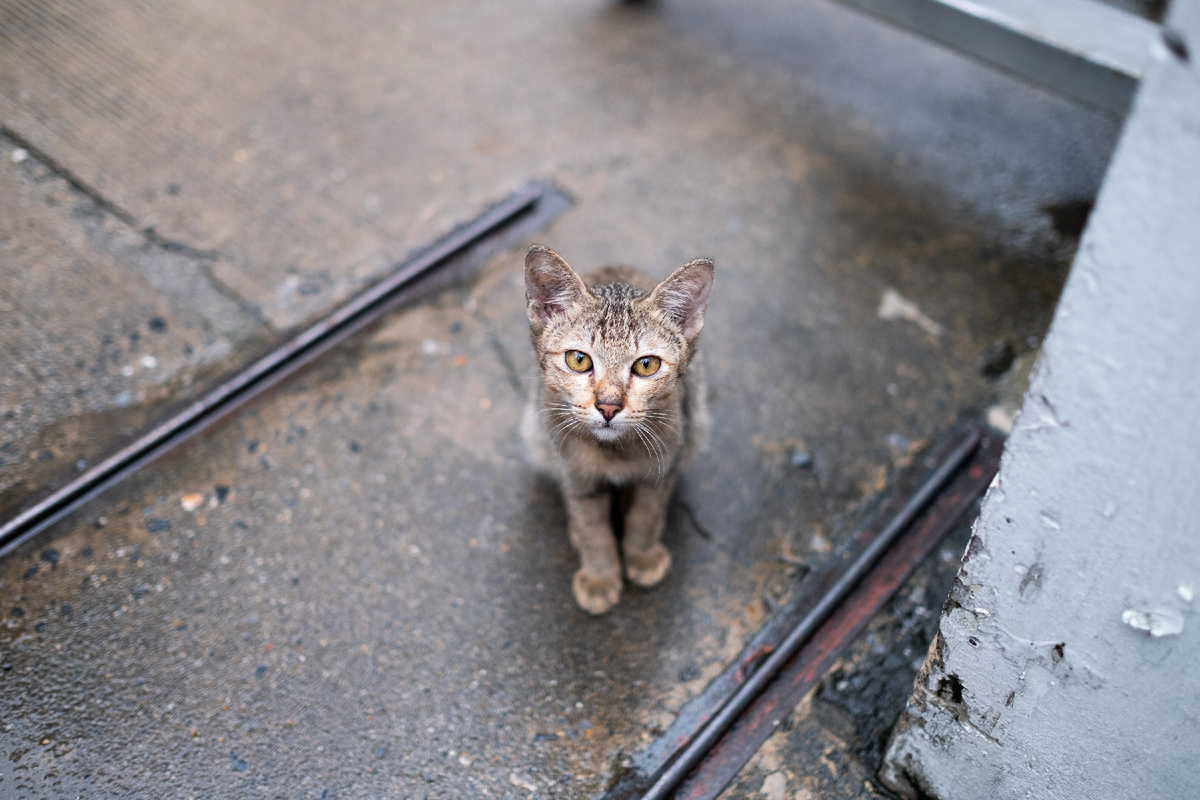 Бездомная кошка