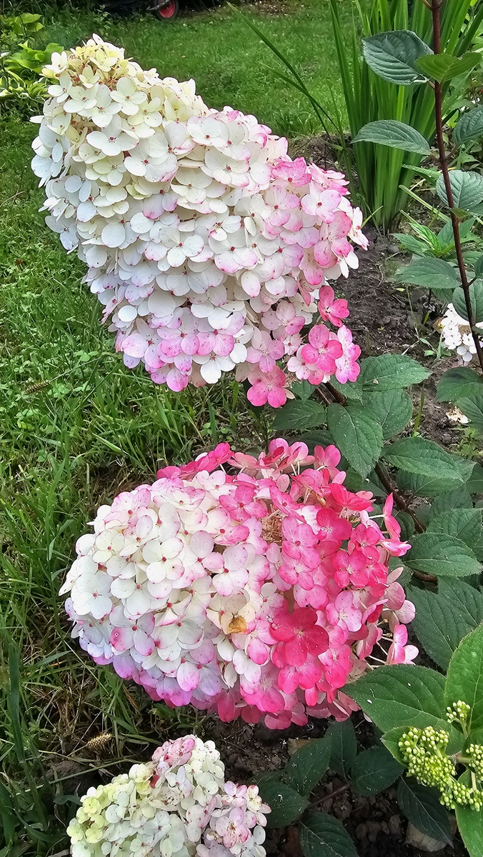 САМАРСКАЯ ЛИДИЯ