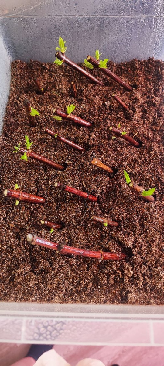 Черенкование одревесневевшим черенком.