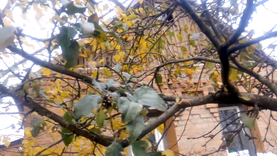 Вот что остается от яблони после неправильной весенней обрезки - почерневшие срезы и засохшие ветки