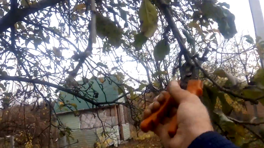 Проверенная схема: молодые побеги укорачиваем на треть, старые ветки прореживаем