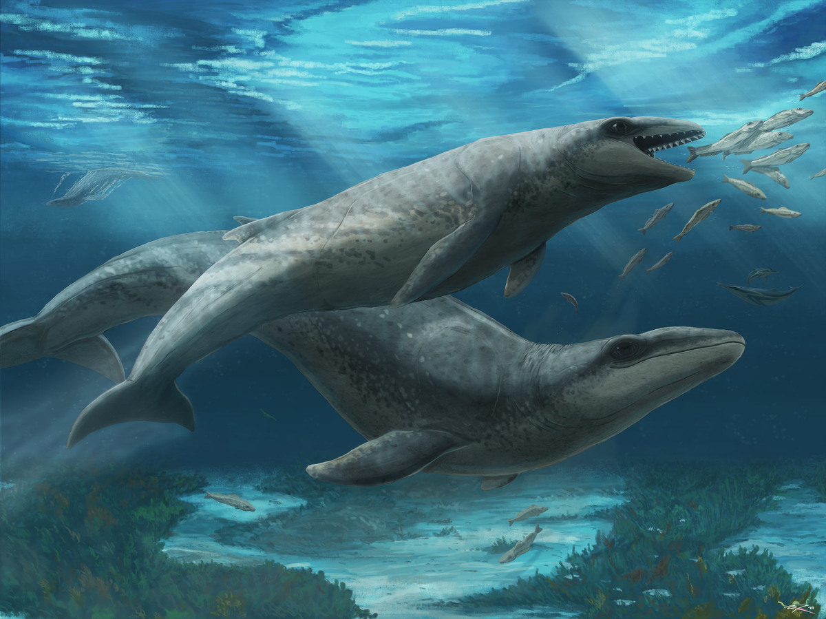 Janjucetus dullardi