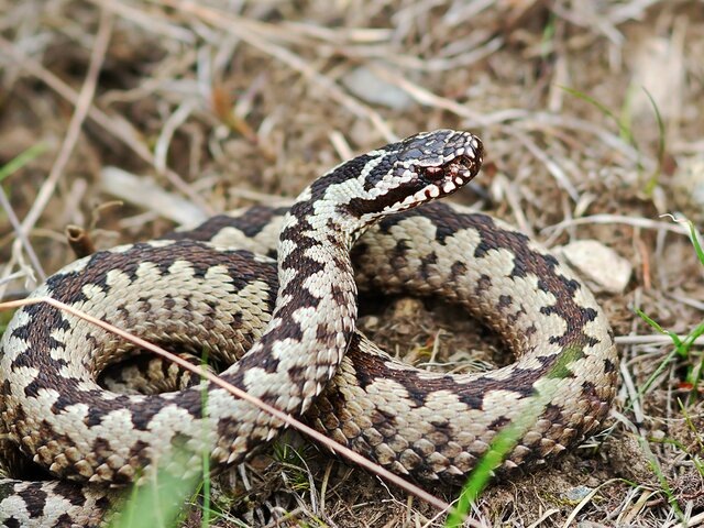    Фото: 123RF/taviphoto