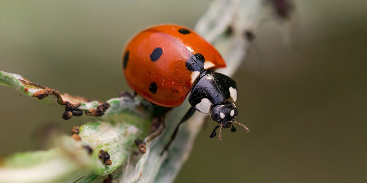 Макрофотография предлагает посмотреть на мир под другим углом / Фото: unsplash.com